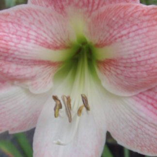 A close up of the flower of an amaryllis plant.