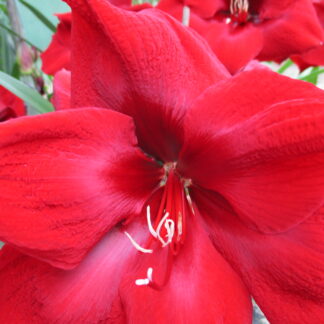 close up of Royal Velvet amaryllis flower