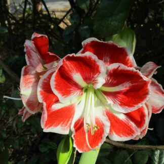 A close up of the flower of an amaryllis plant.