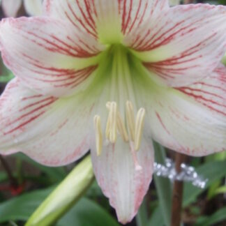 A close up of the flower of an amaryllis plant.