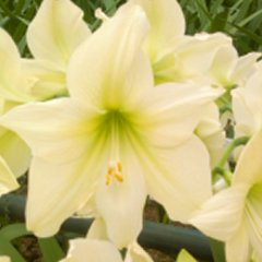 A close up of some white flowers