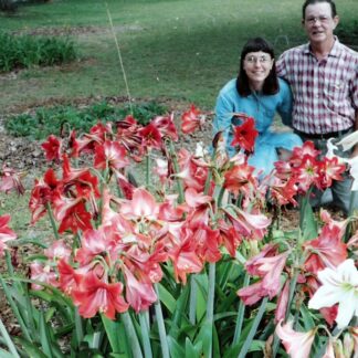 Dellwood Garden Amaryllis Bulb Varieties