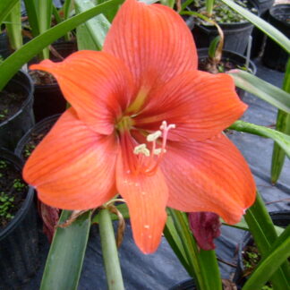 A close up of an orange flower with green leaves