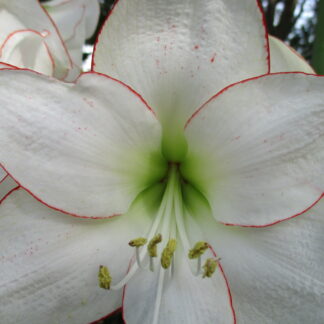 Picotee white flower close up