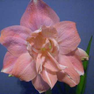 A pink flower with green leaves on the side.