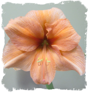 A close up of the flower of an orange lily