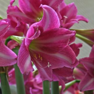 A close up of some pink flowers with green stems