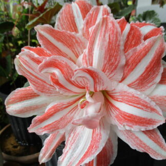 A close up of the flower of a plant