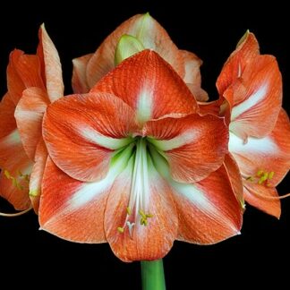 A close up of the flower of an amaryllis