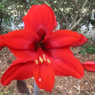 A red flower with yellow stamen and leaves