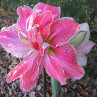A pink flower with white spots on it's petals.