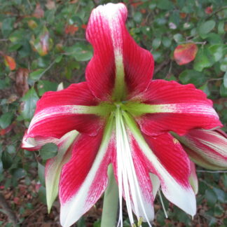 ruby Star (4)
