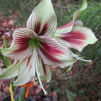 A close up of the flower of an amaryllis plant.