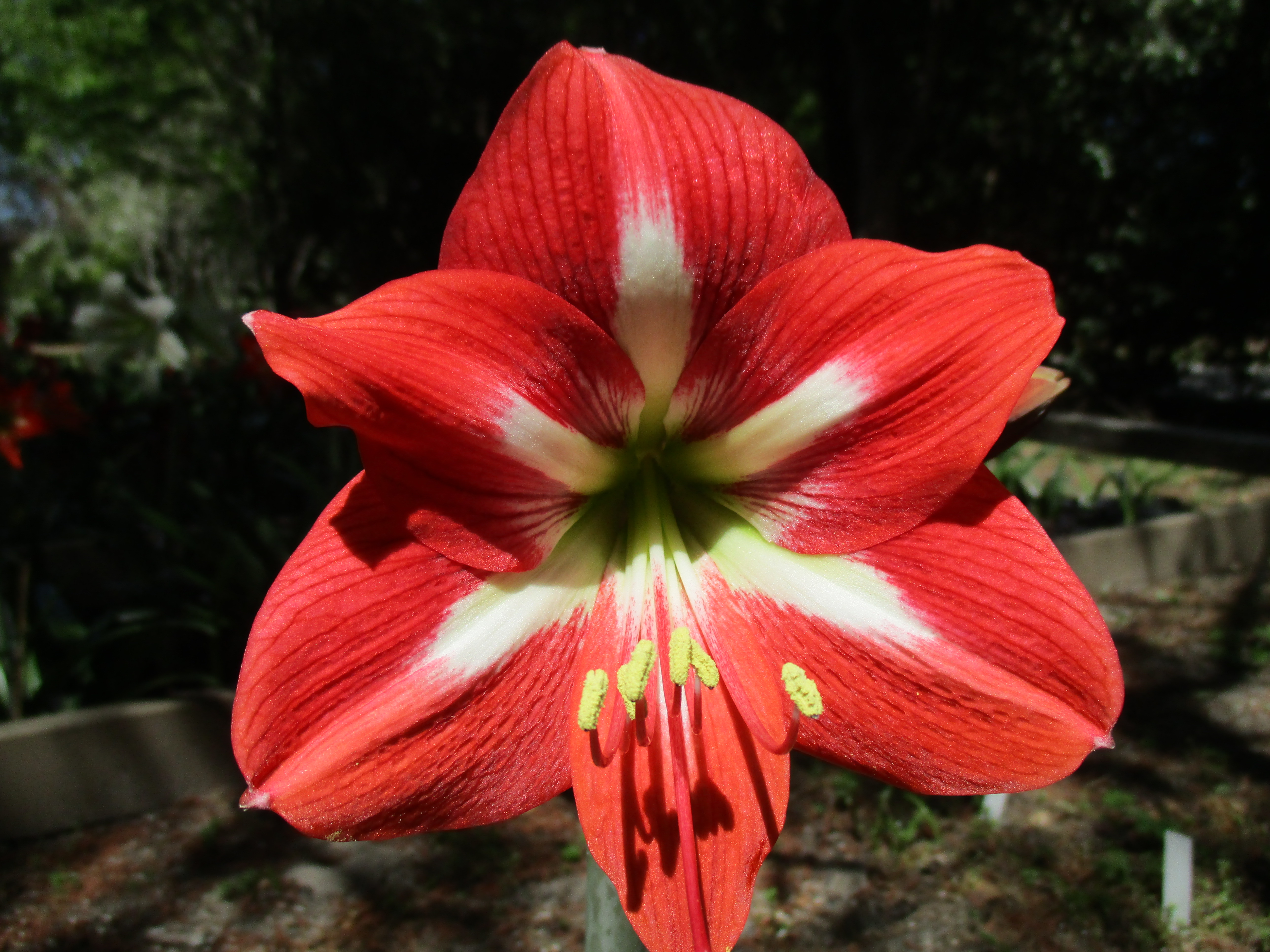 Christmas Star – Amaryllis Man