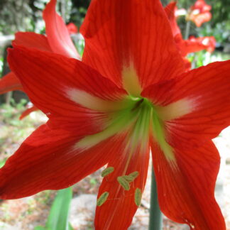 A close up of the flower of an amaryllis plant.