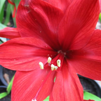 A close up of the center of a red flower.