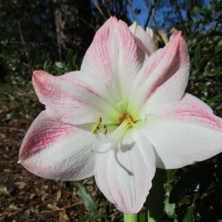 A close up of the flower of an amaryllis plant.