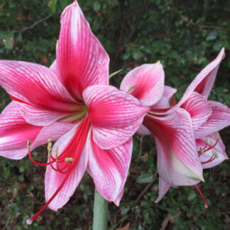 Two pink flowers with a green background