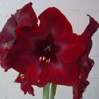 A red flower with long petals and yellow centers.