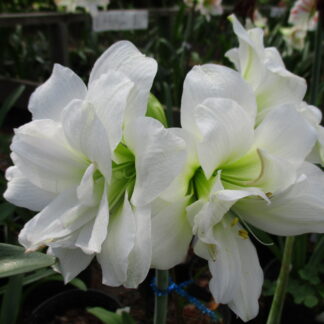 A close up of some white flowers with green tips