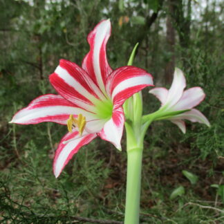 A close up of the flower of an amaryllis plant.