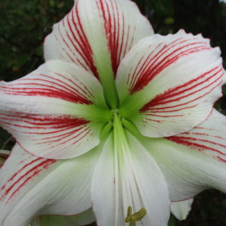 A close up of the flower with red stripes.