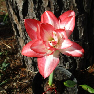 A pink flower is growing on the side of a tree.