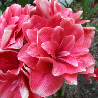 A close up of some pink flowers in the grass