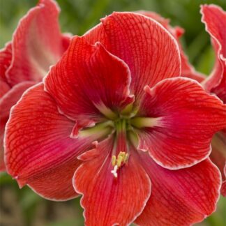 A close up of the flower of an amaryllis plant.