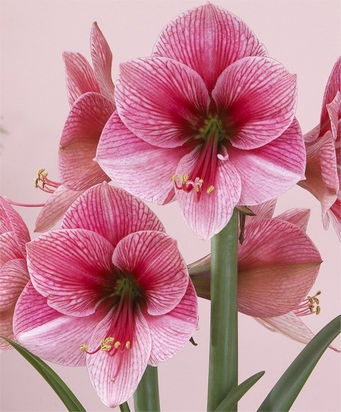 amaryllis purple rain – Amaryllis Man