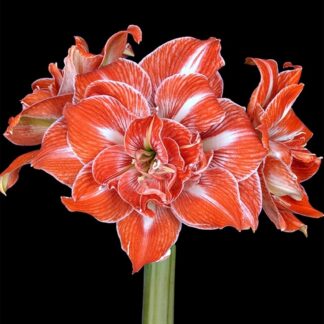 A close up of the flower of an amaryllis