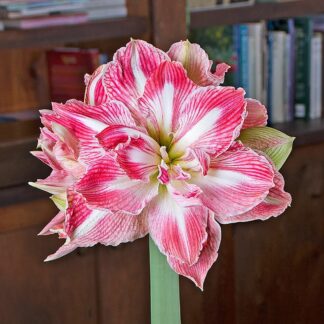 A pink and white flower is in front of some books.