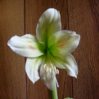 A white flower with red tips on the stem.
