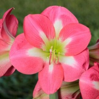 A close up of the flower of an alstroemeria plant.