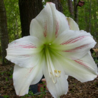 A white flower with red stripes on it's petals.