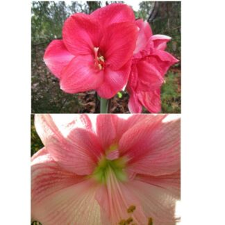 Two pictures of flowers side by side.
