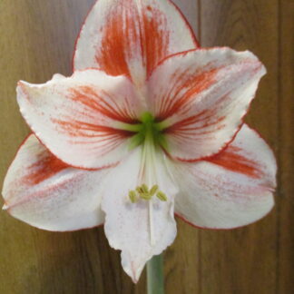 A close up of the flower of an amaryllis