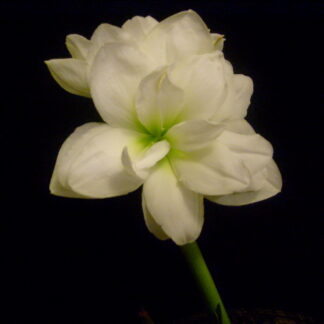 A white flower with green tips on it's stem.