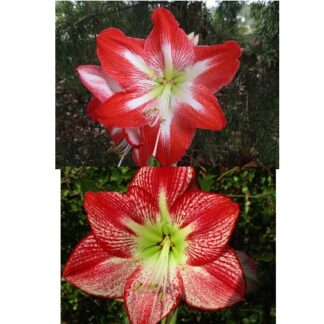 Two red flowers with green leaves in the background.