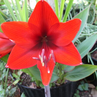 A red flower with green leaves in the background.
