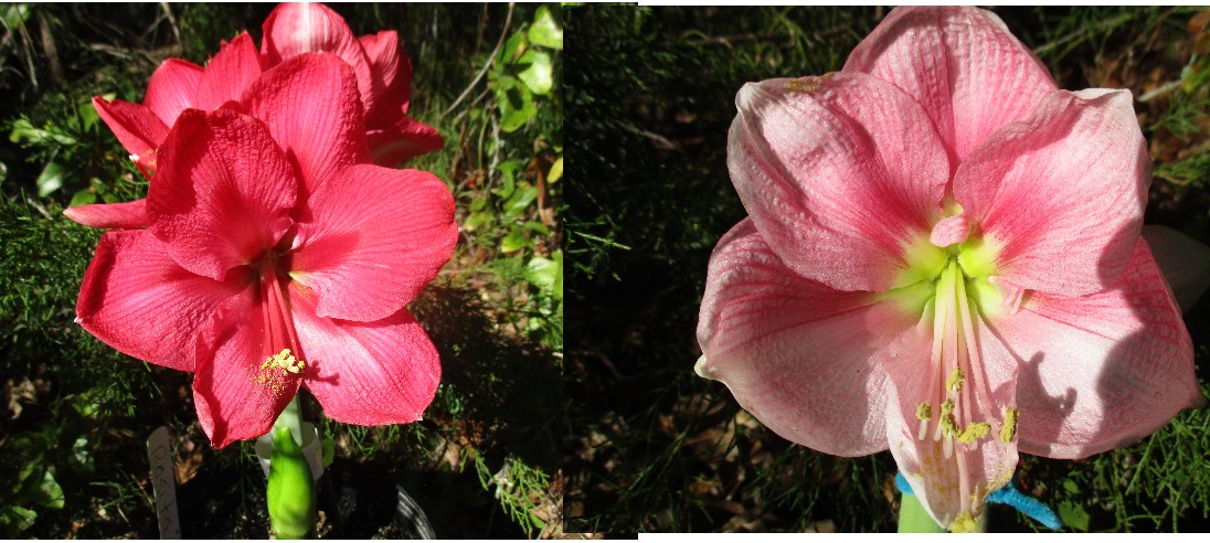 Amaryllis Blushing Bride