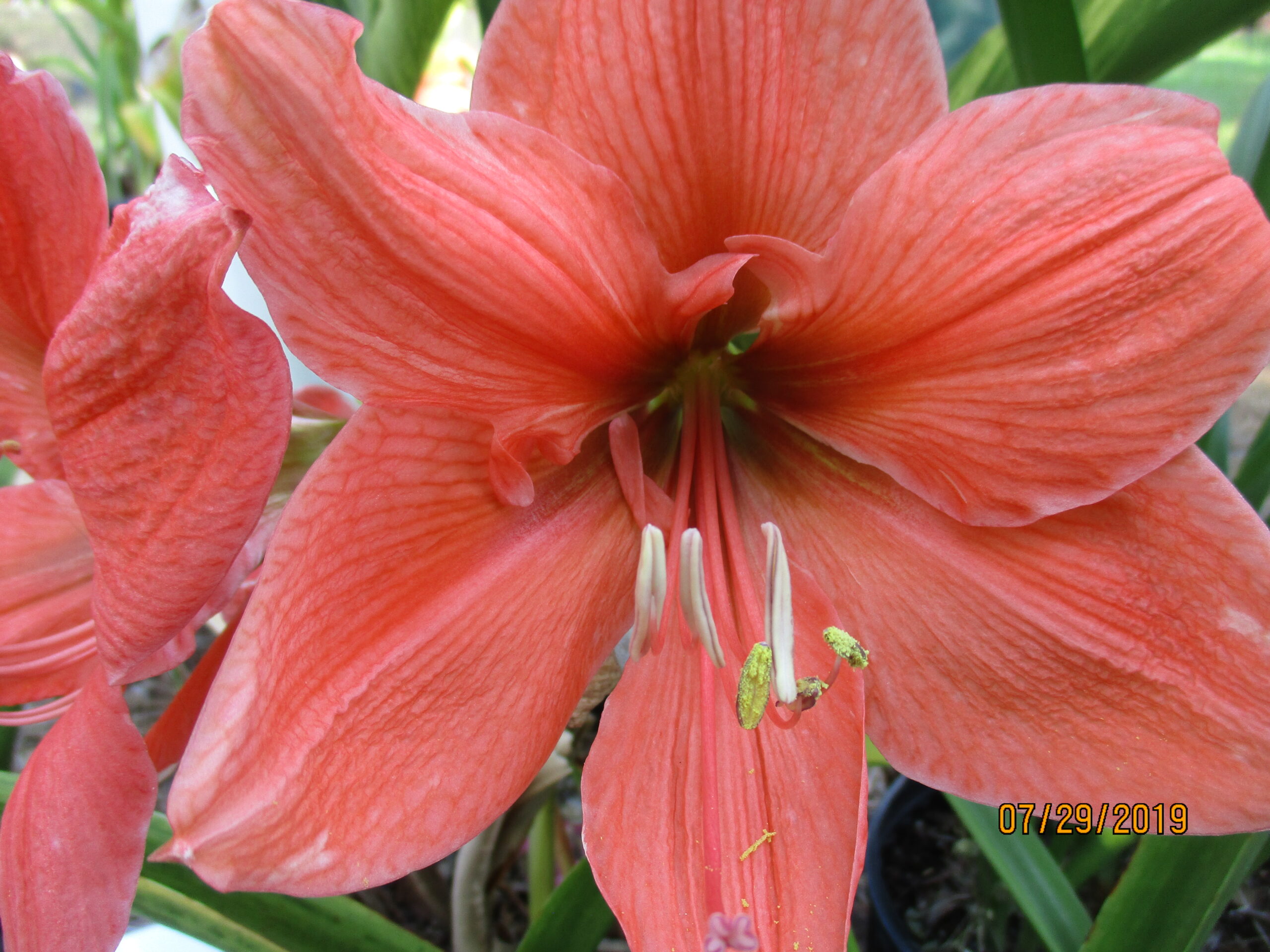 Bouquet amaryllis hippeastrum 004