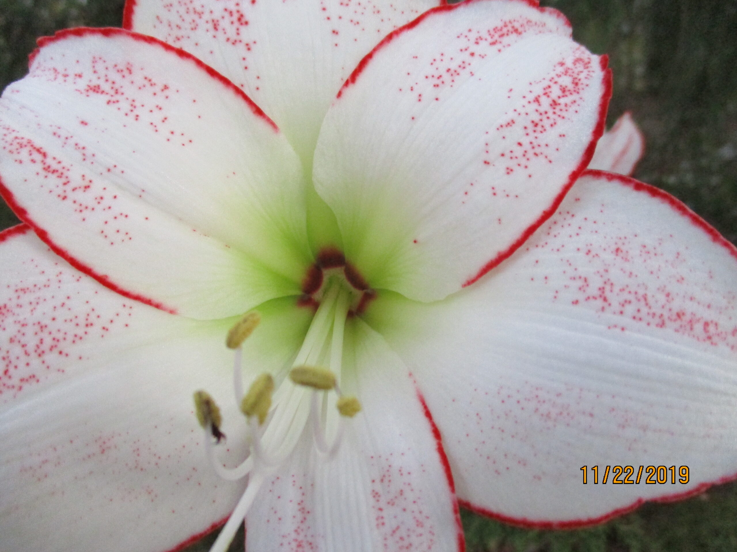 A close up of the flower with red and white markings.