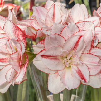 A close up of some flowers in a vase