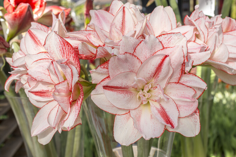 A close up of some flowers in a vase