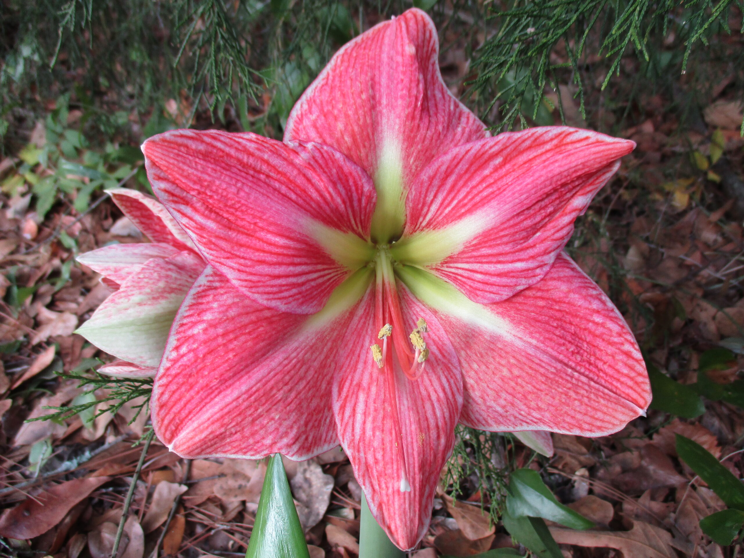 A close up of the flower of an amaryllis plant.