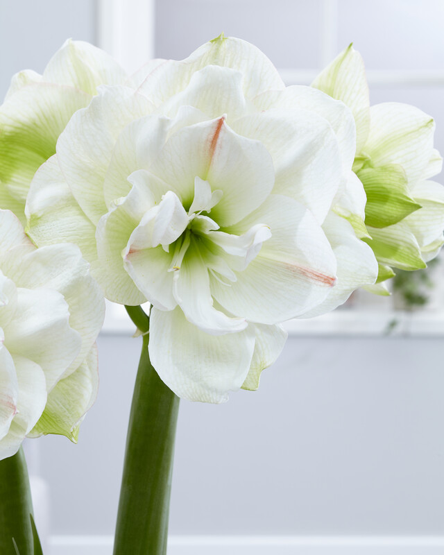A close up of some white flowers in a vase