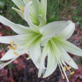A close up of the flowers on a plant