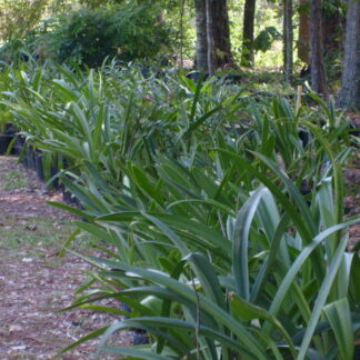 A row of green plants in the middle of a forest.