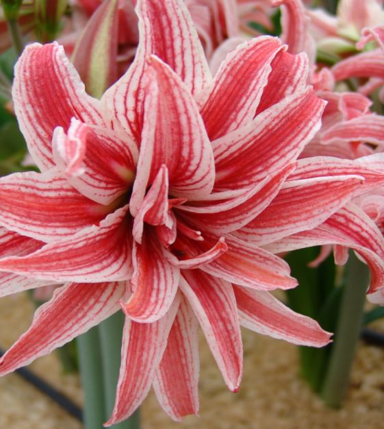 A close up of the flower of a plant